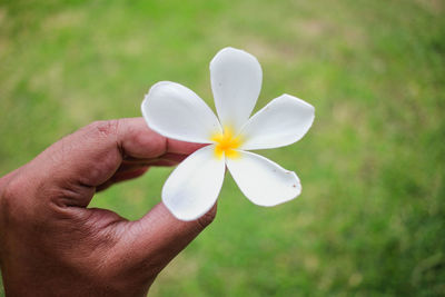 Close-up of hand holding white rose flower