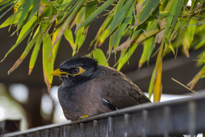 Close-up of bird perching on a plant