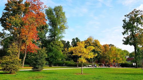 Trees in park during autumn