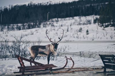 Deer on field in winter