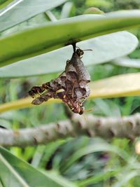 Close-up of insect on plant