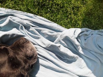 High angle view of dog relaxing on grass