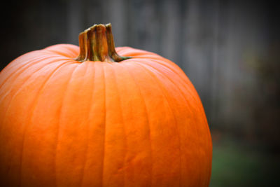 Close-up of pumpkin pumpkins