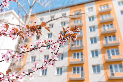 Red cherry blossom, blue sky, spring concept. spring blooming tree next to apartment building