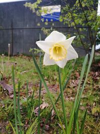 Close-up of white daffodil blooming outdoors