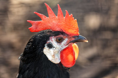 Close-up of rooster