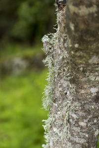 Close-up of lichen on tree trunk