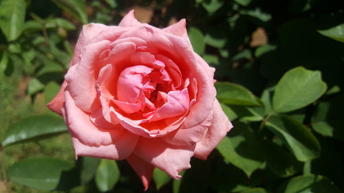 Close-up of pink rose