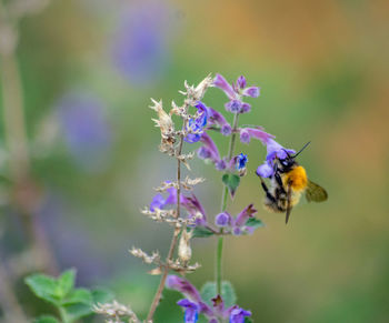 Bee pollinating on purple flower