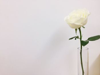 Close-up of rose in vase against white background