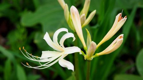 Close-up of white flowering plant