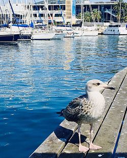 Duck swimming in water