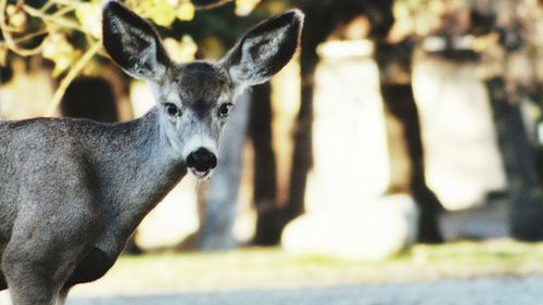 Close-up portrait of deer