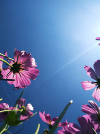 Low angle view of pink flowering plant against blue sky