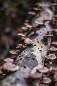 Close-up of funguses growing on tree branch