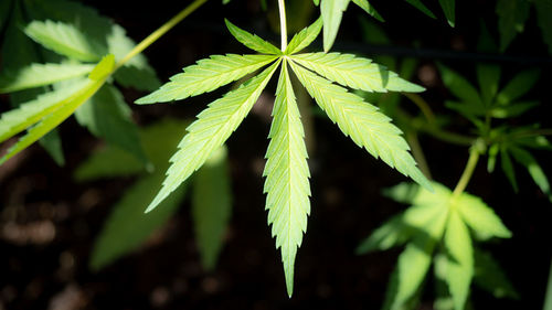 Close-up of fresh green leaves