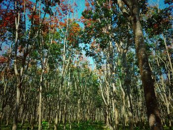 Low angle view of bamboo trees in forest