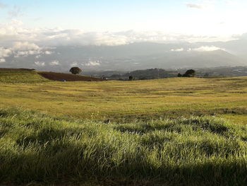 Scenic view of field against sky