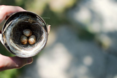 Cropped image of hand holding bird eggs in nest