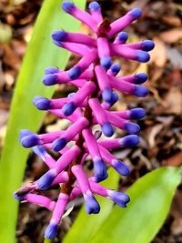 Close-up of purple flowering plant