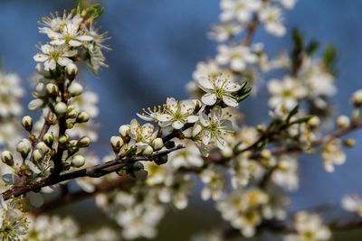 Low angle view of cherry blossom tree