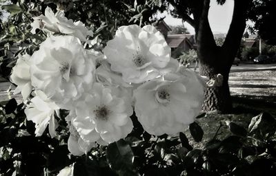 Close-up of flowers blooming on tree