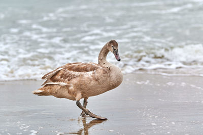 Young brown colored white swan walking by blue waters of baltic sea. swan chick with brown feathers