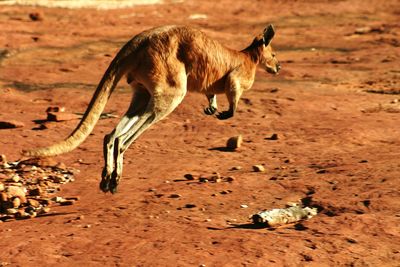 Kangaroo jumping on field