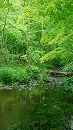 Reflection of trees in water