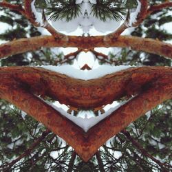 Close-up of branches against sky