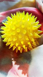 High angle view of yellow flower on table