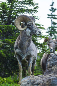 View of an animal on rock