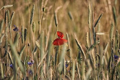 Close-up of red poppy flowers on field