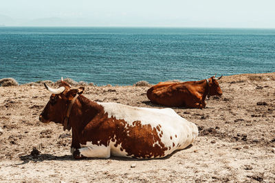 Cows in the sea shore