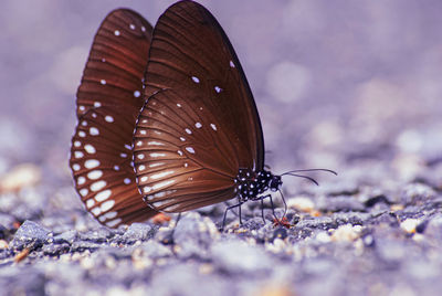 Close-up of butterfly on land