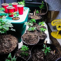 High angle view of potted plants