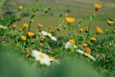 Close-up of yellow flowering plants on field