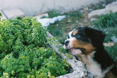 Close-up of dog