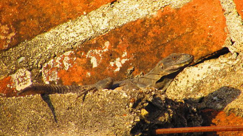 Full frame shot of weathered wall