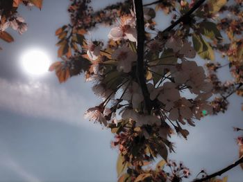 Low angle view of cherry blossoms against sky