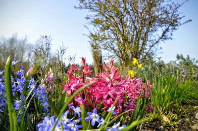 Close-up of flowers blooming in field