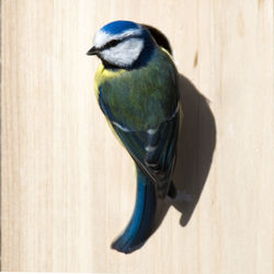 Close-up of bird perching on wood