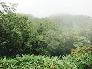 Scenic view of forest