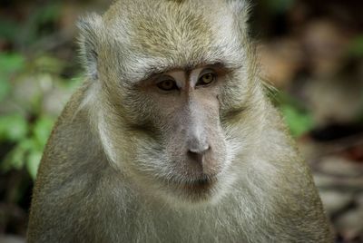 Close-up portrait of monkey