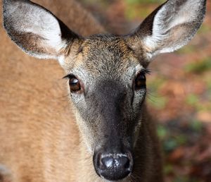Beautiful close up deer.