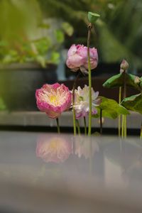 Close-up of pink water lily in pond