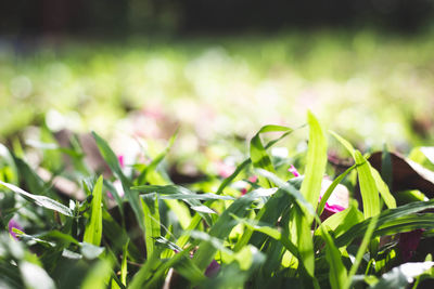 Close-up of grass growing in field