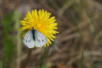 Close-up of yellow flower blooming in field