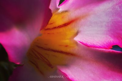 Close-up of fresh pink flower