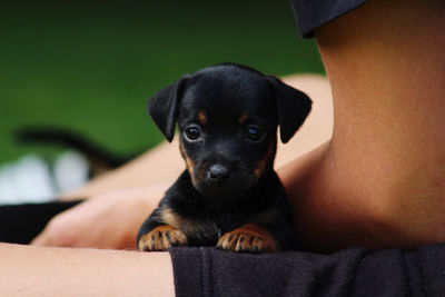 Portrait of puppy looking in the camera 